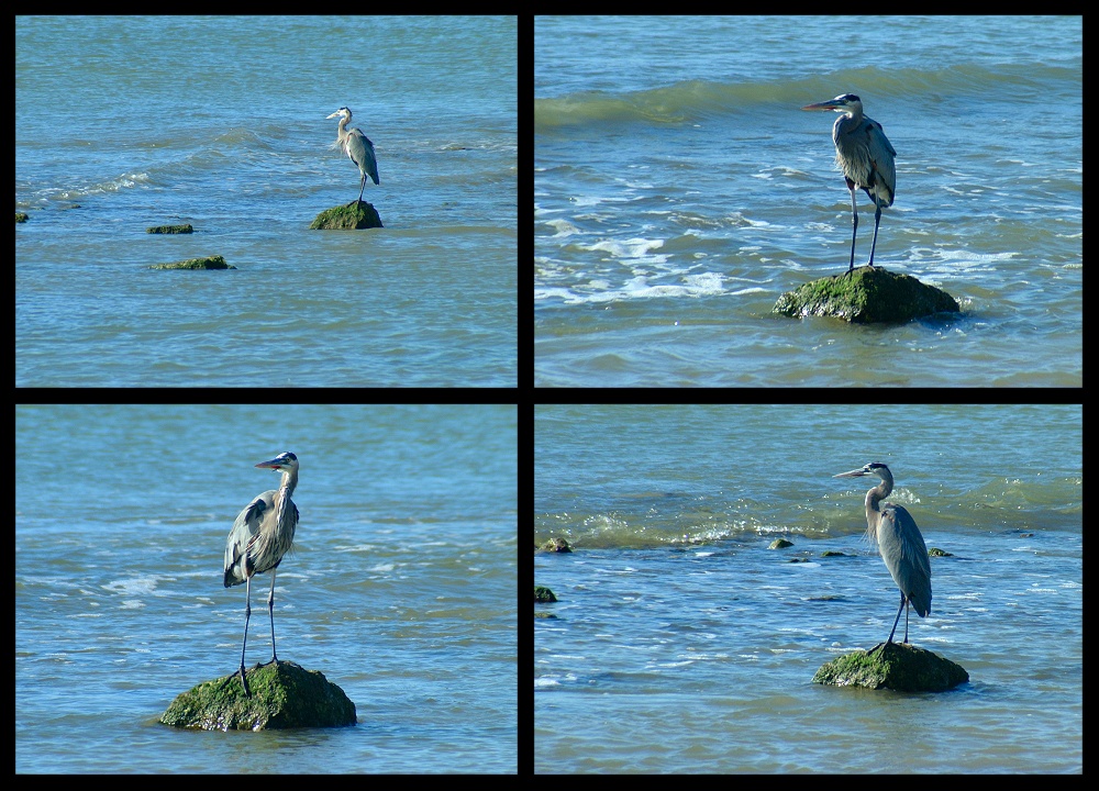 (01) heron montage.jpg   (1000x720)   336 Kb                                    Click to display next picture